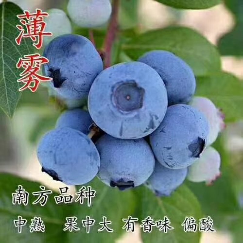 基地直销品种蓝莓苗，蓝丰，明星，天后，珠宝，薄雾，奥尼尔