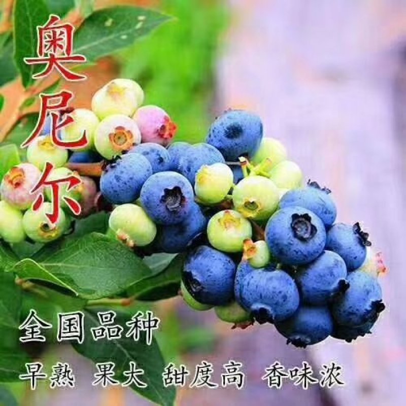 基地直销品种蓝莓苗，蓝丰，明星，天后，珠宝，薄雾，奥尼尔