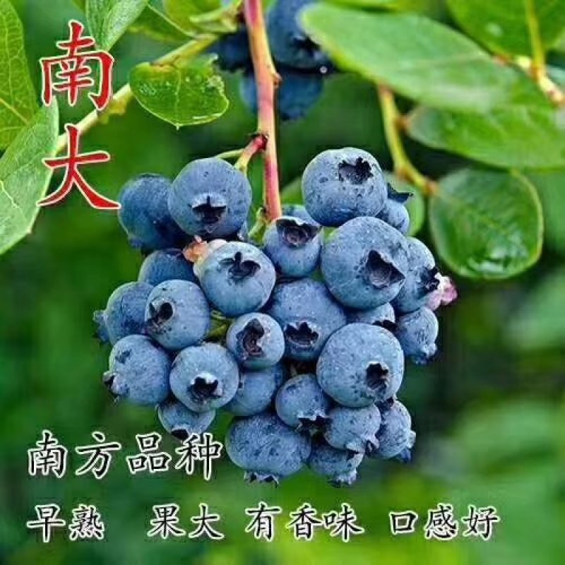 基地直销品种蓝莓苗，蓝丰，明星，天后，珠宝，薄雾，奥尼尔
