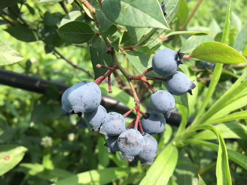 基地直销品种蓝莓苗，蓝丰，明星，天后，珠宝，薄雾，奥尼尔