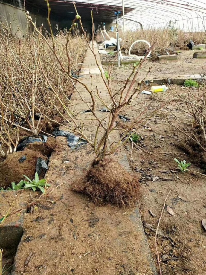 基地直销品种蓝莓苗，蓝丰，明星，天后，珠宝，薄雾，奥尼尔