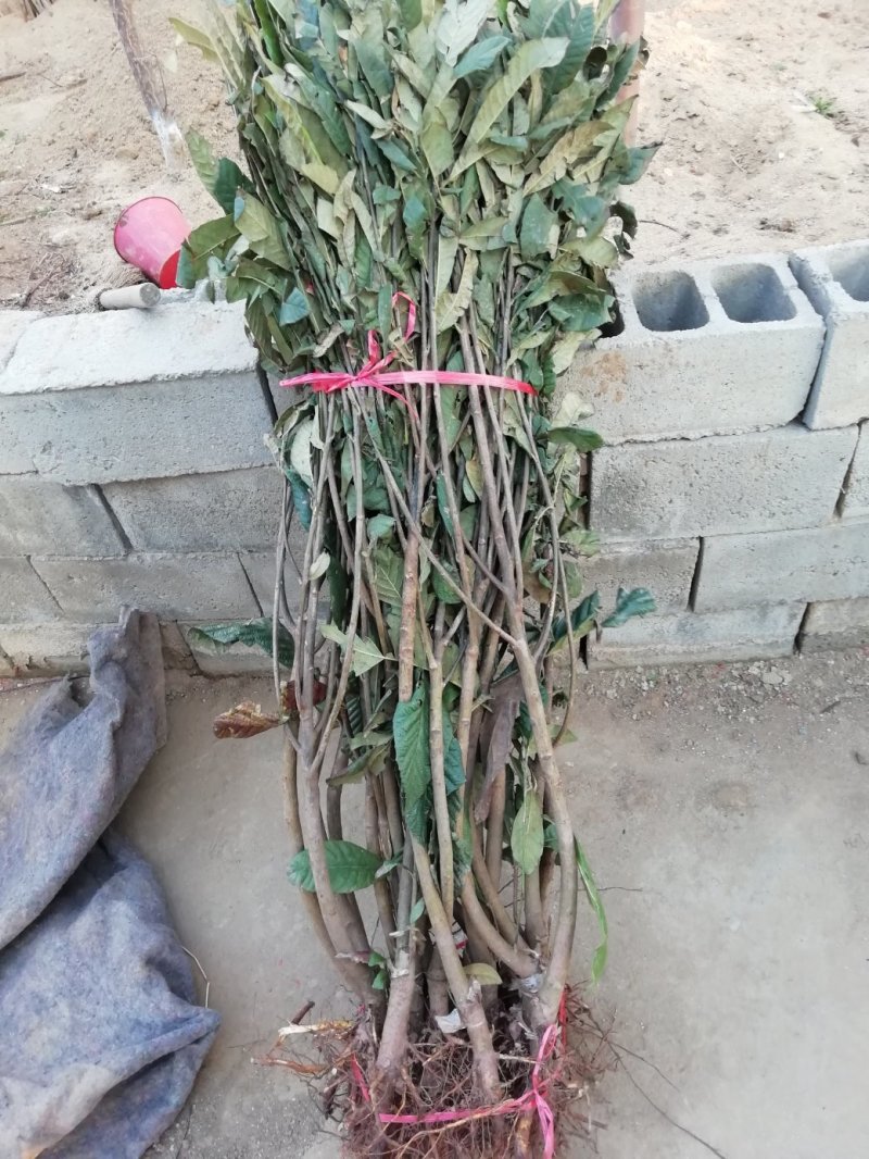 基地直销品种蓝莓苗，蓝丰，明星，天后，珠宝，薄雾，奥尼尔