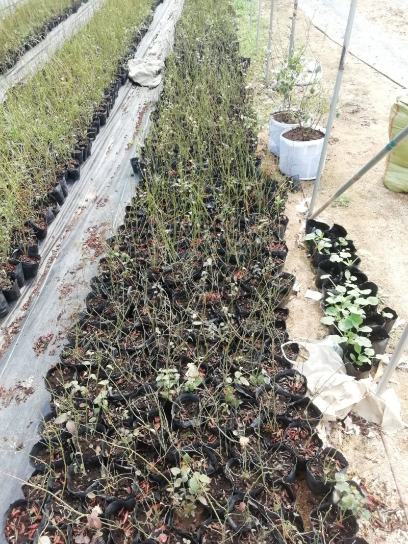 基地直销品种蓝莓苗，蓝丰，明星，天后，珠宝，薄雾，奥尼尔