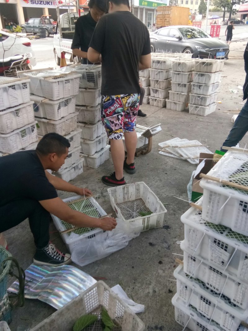 桑椹（代收）物美价廉赶快行动
