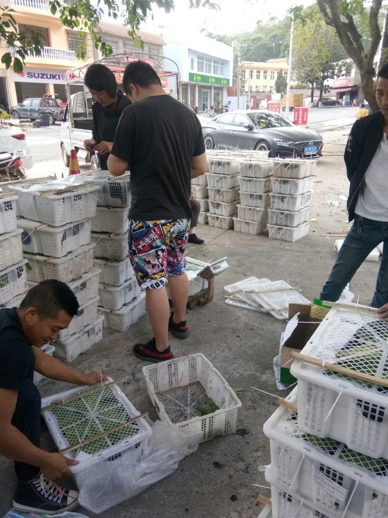 桑椹（代收）物美价廉赶快行动