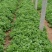 冰菜苗诚信经营采用正规原种