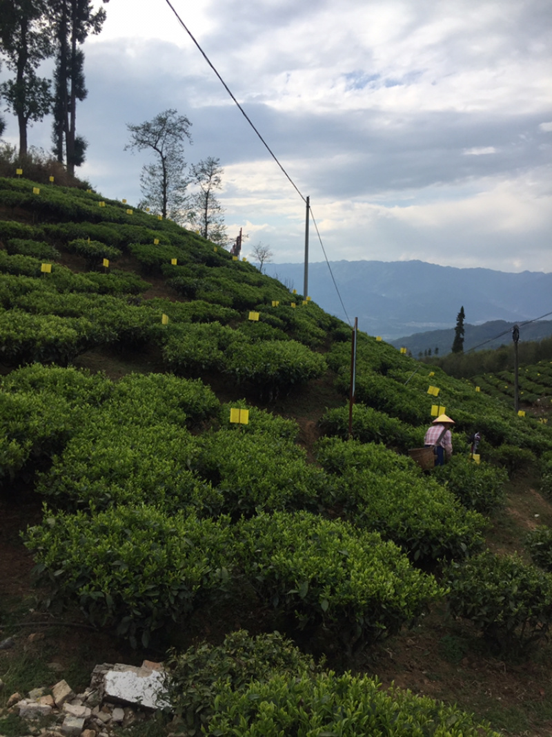 手工茶高香味2022年春茶