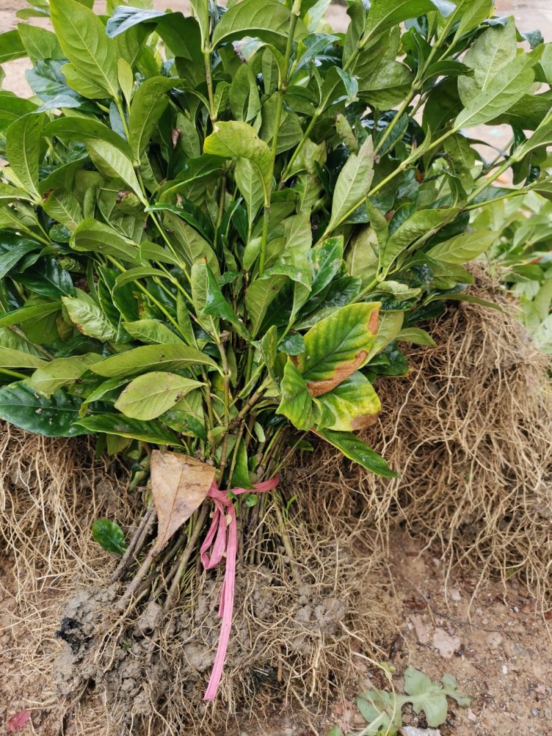栀子花苗栽地栽庭院小区工程园林绿化