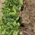 栀子花苗栽地栽庭院小区工程园林绿化
