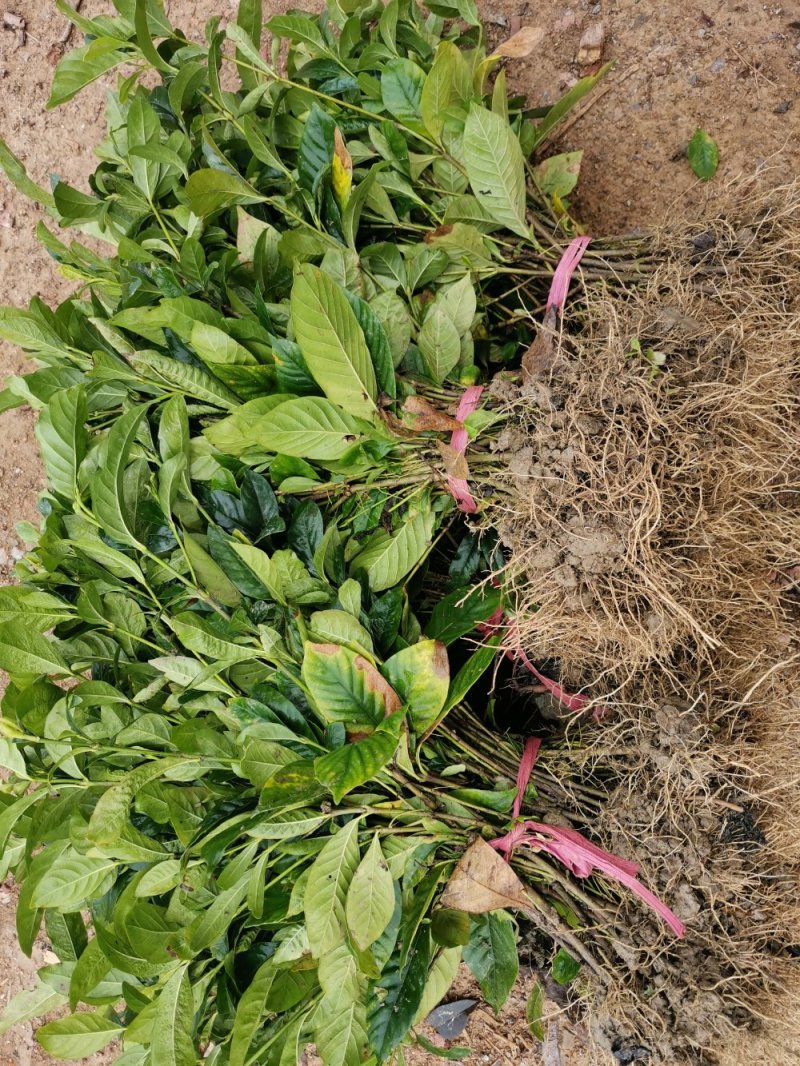 栀子花苗栽地栽庭院小区工程园林绿化