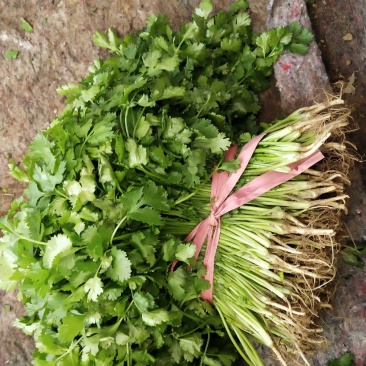 陆地精品香菜上市，质优价廉！