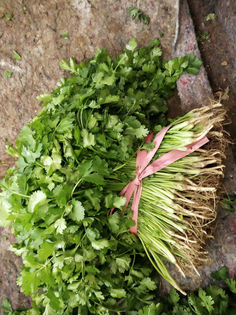 陆地精品香菜上市，质优价廉！