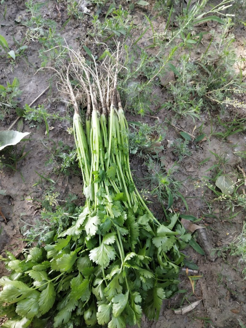 陆地精品香菜上市，质优价廉！
