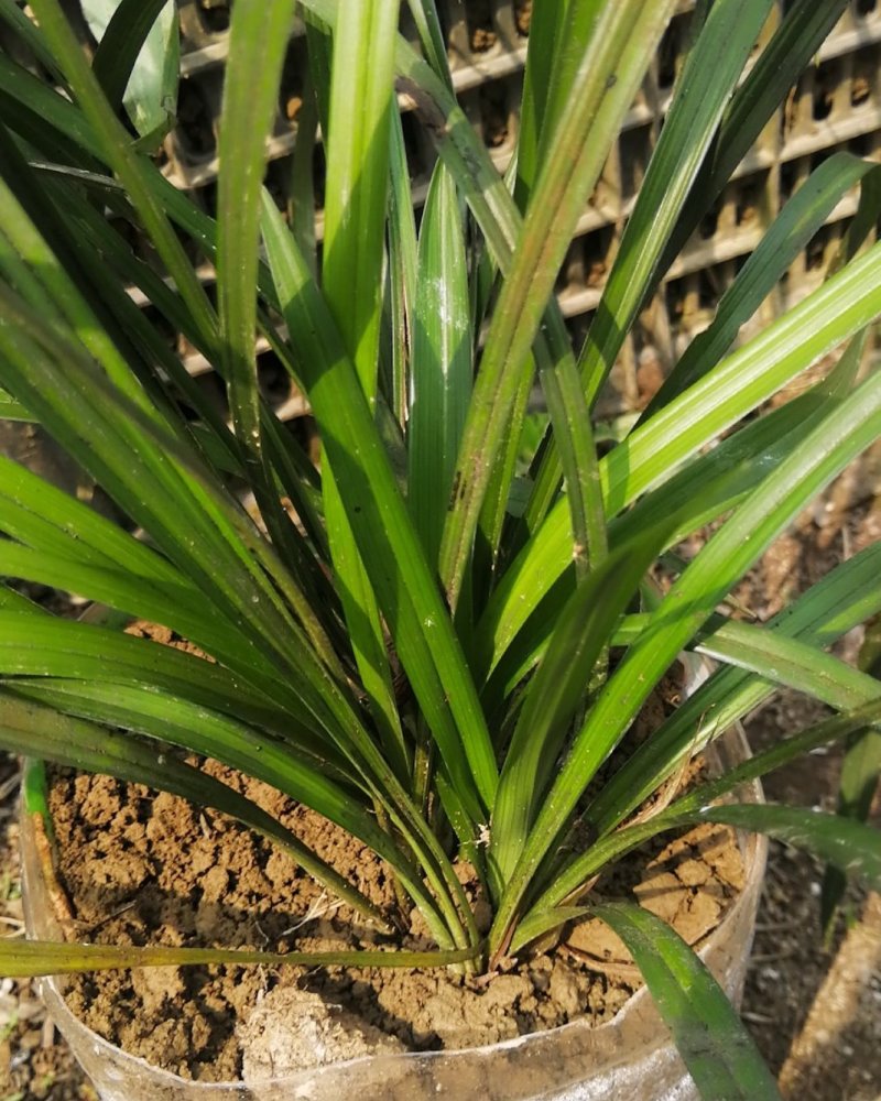 喜欢兰草花的看过来
