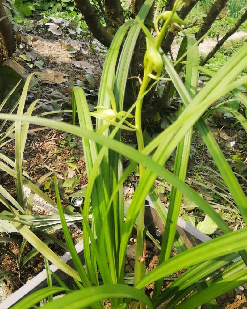 喜欢兰草花的看过来