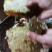土蜂蜜