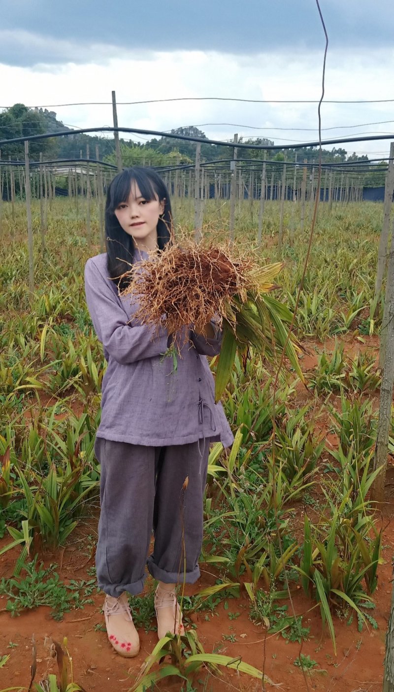 紫花三叉白芨鲜货&产地直供支持线下看货交易