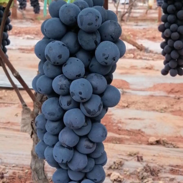 长期大量代收·批发高原优质葡萄🍇～～欢迎实力商家前来选购