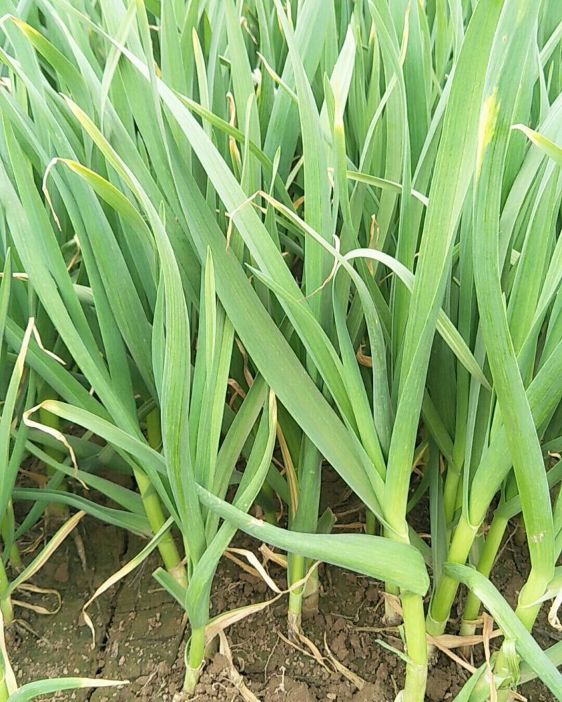 内黄县掐尖红根蒜苗/产地直发/大量上市/欢迎咨询采购