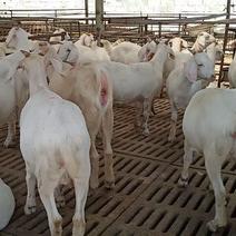羊崽小羊羔小羊苗肉羊怀孕母羊包成活包技术服务包健康