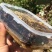 老巢蜜3年以上纯蜂蜜成熟蜜切割巢蜜蜂场直供整脾发货