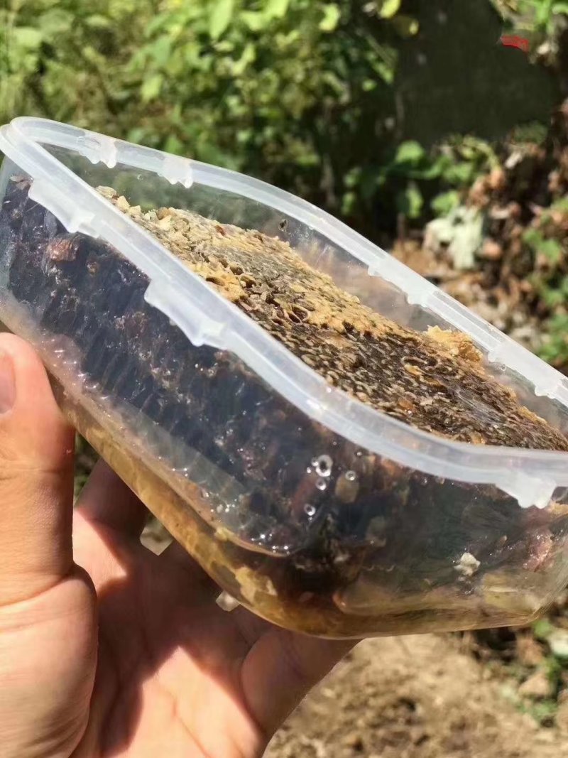 老巢蜜3年以上纯蜂蜜成熟蜜切割巢蜜蜂场直供整脾发货