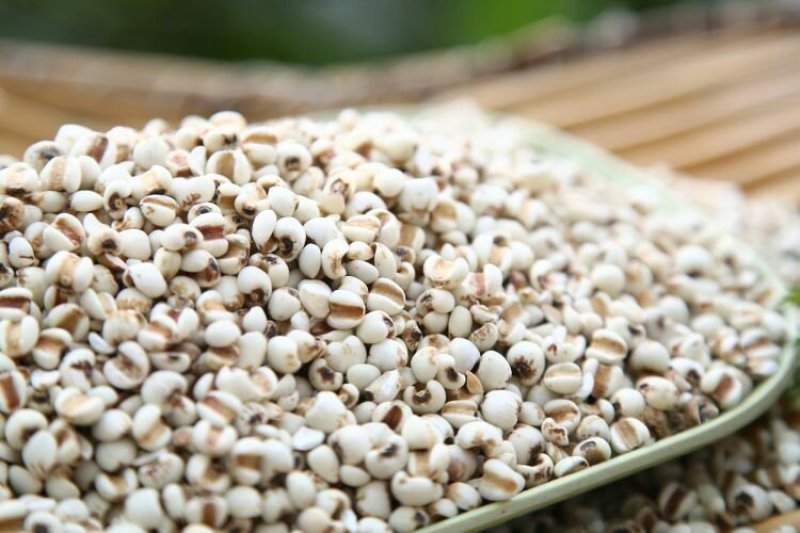 小薏米薏米仁中药薏米111