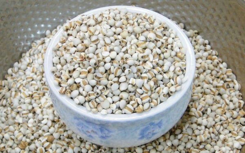 小薏米薏米仁中药薏米111