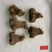 白术，干货，无硫，自产自销，一手货源