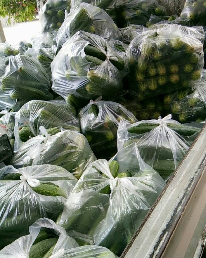 黄瓜（新鮮黃瓜现货）