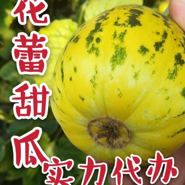 甜瓜香瓜花蕾甜瓜大量供应实力代办一件代发
