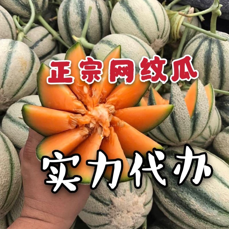 甜瓜香瓜花蕾甜瓜大量供应实力代办一件代发