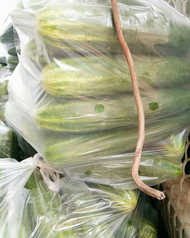 黄瓜（新鮮黃瓜现货）
