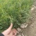 侧柏侧柏苗扁柏苗嫁接用绿化用嫁接龙柏苗用