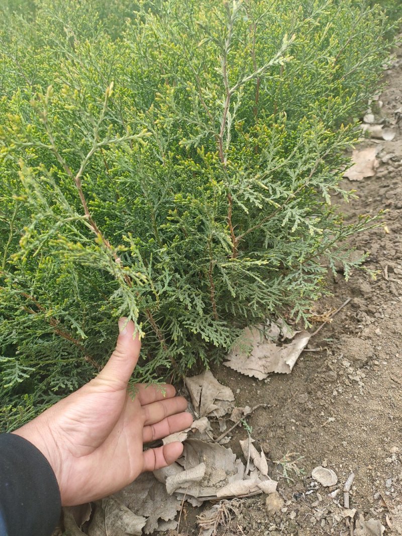 侧柏侧柏苗扁柏苗嫁接用绿化用嫁接龙柏苗用