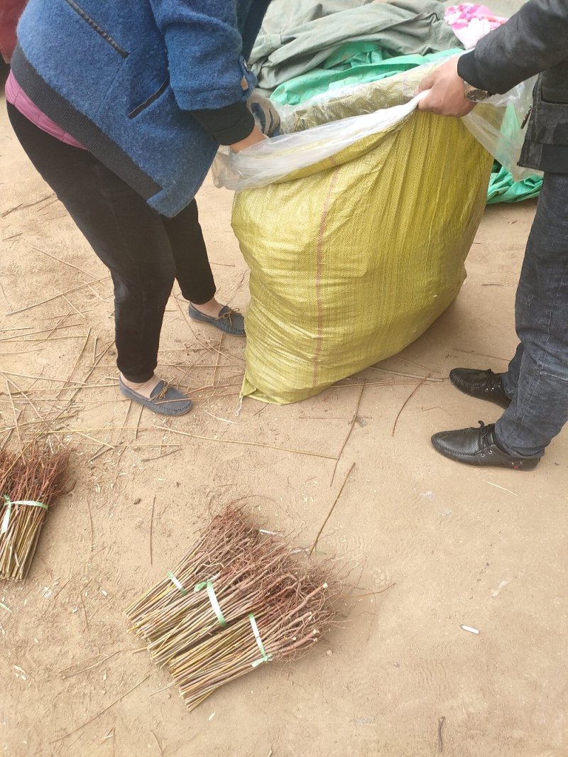 侧柏侧柏苗扁柏苗嫁接用绿化用嫁接龙柏苗用