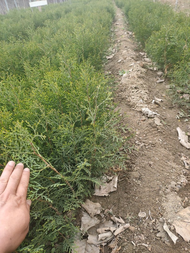 侧柏侧柏苗扁柏苗嫁接用绿化用嫁接龙柏苗用