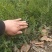 侧柏侧柏苗扁柏苗嫁接用绿化用嫁接龙柏苗用