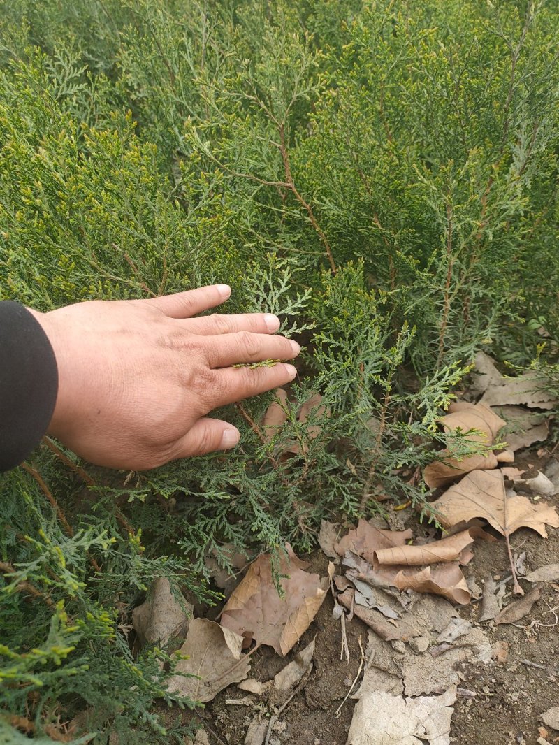 侧柏侧柏苗扁柏苗嫁接用绿化用嫁接龙柏苗用
