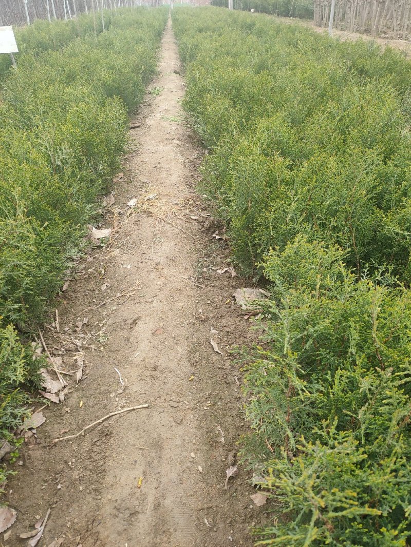 侧柏侧柏苗扁柏苗嫁接用绿化用嫁接龙柏苗用