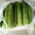 黄瓜（新鮮黃瓜现货）
