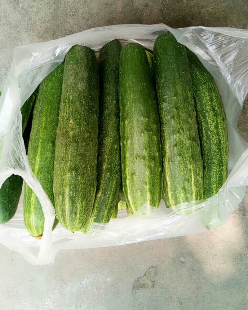 黄瓜（新鮮黃瓜现货）