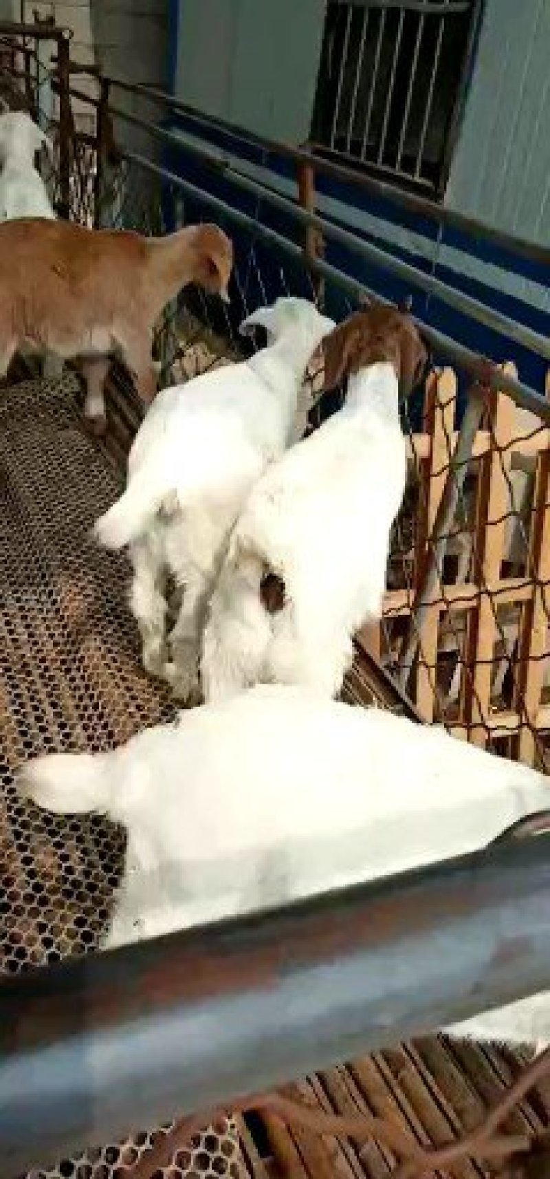 波尔山羊34个月包成活包运输提供技术服务包回收
