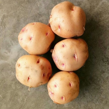 土豆（新鲜土豆现货）