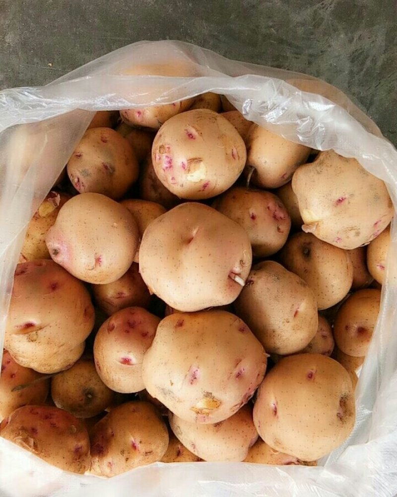 土豆（新鲜土豆现货）