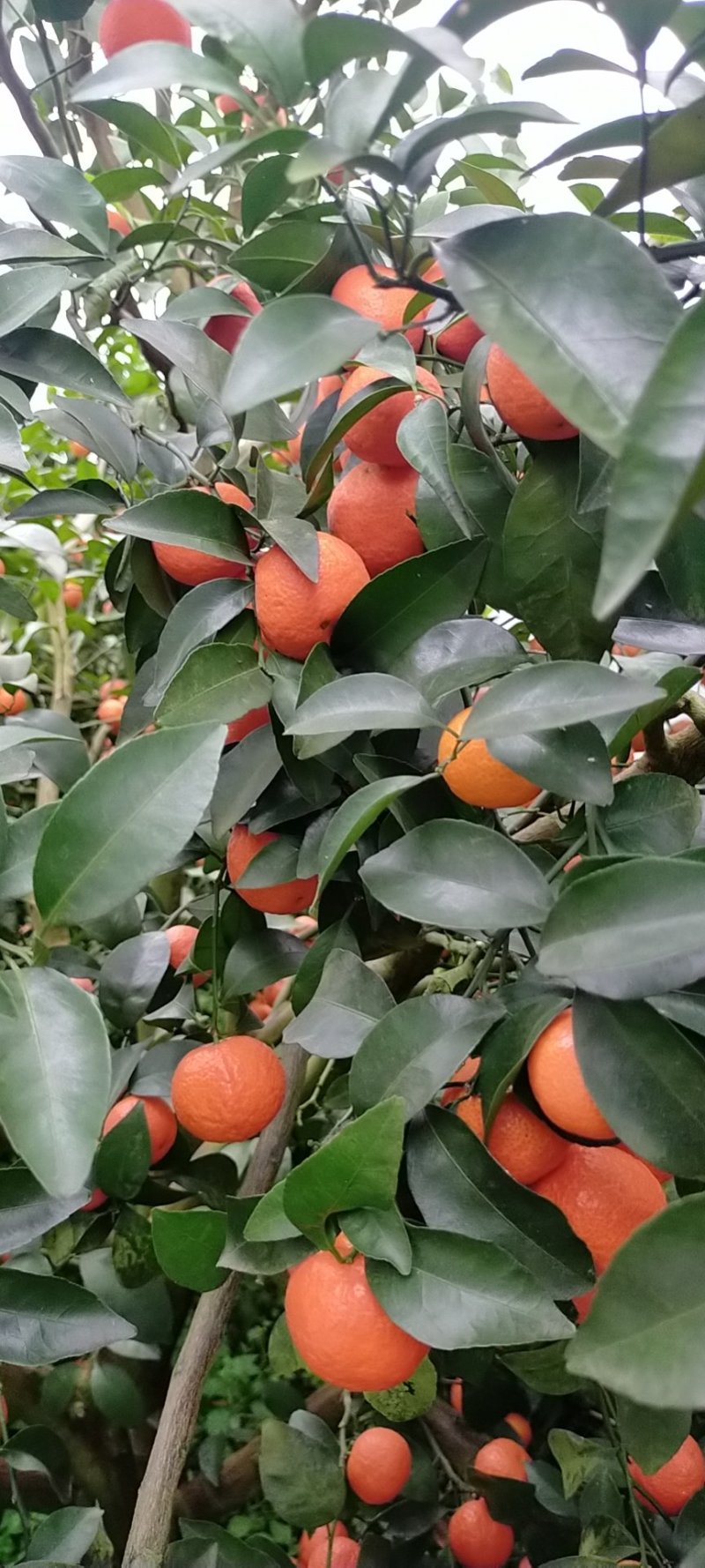 本地早巜新余密桔》也是大叶南丰，本地区大量种植