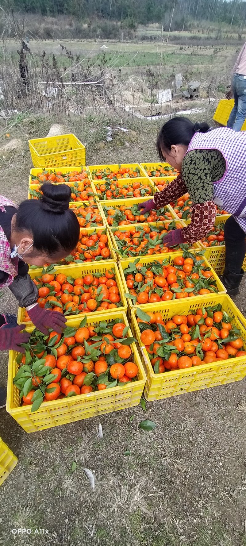 本地早巜新余密桔》也是大叶南丰，本地区大量种植