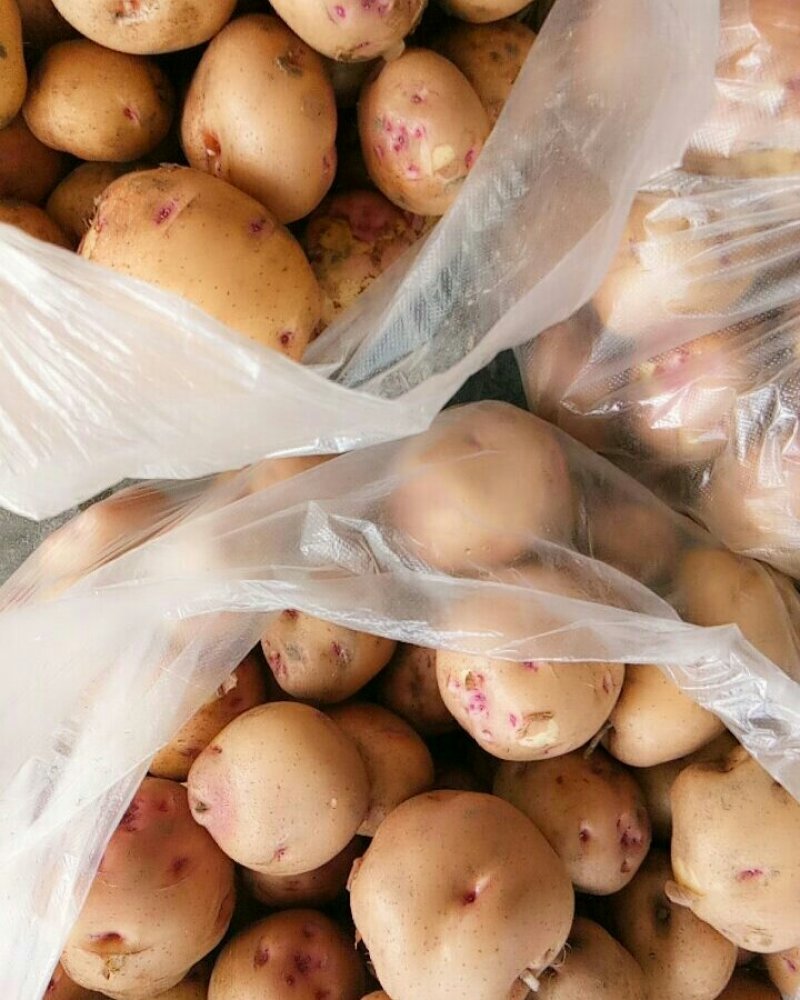 土豆（新鲜土豆现货）