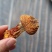 顶级短腿姬松茸小个均匀肉质厚实饱满带有浓郁菇香