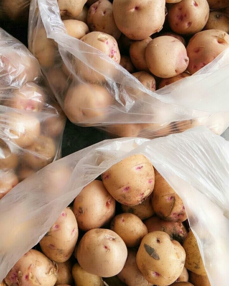 土豆（新鲜土豆现货）